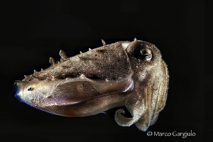 Baby cuttlefish by Marco Gargiulo 